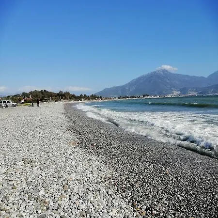 Tas